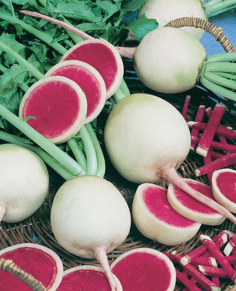 Radish Watermelon (61 Days) - 1891A