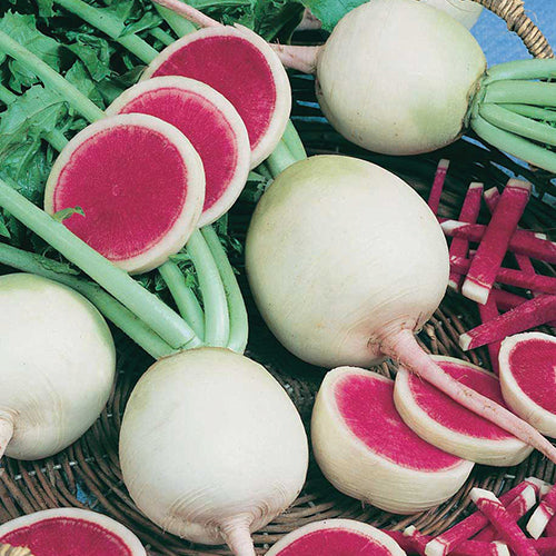 Radish Watermelon (61 Days)