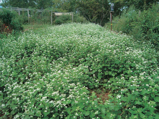 Green Manure Buckwheat - 190A