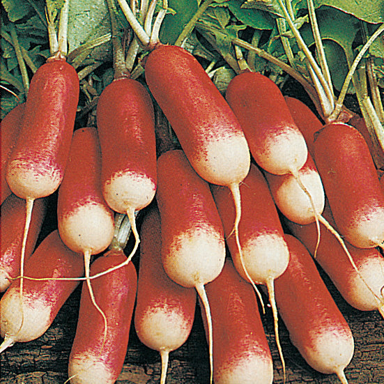 Radishes French Breakfast (25 Days) - 1900A