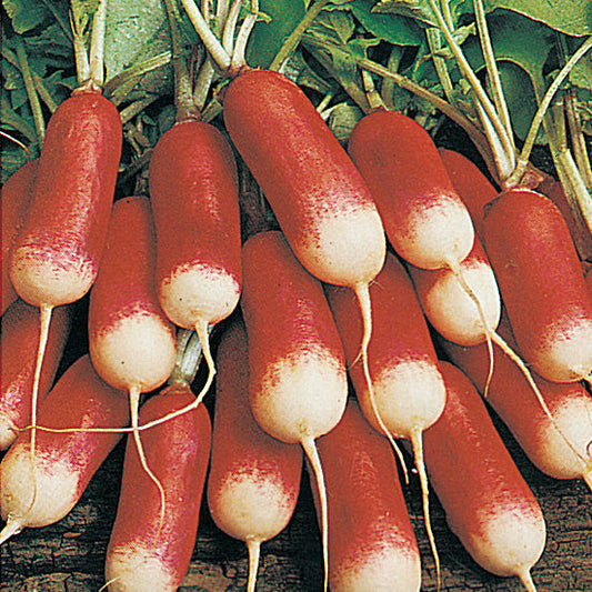 Radishes French Breakfast (25 Days) - 1900A