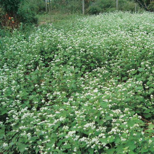 Green Manure Buckwheat