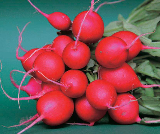 Radish Cherry Belle (24 Days) - 1930A