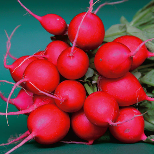 Radish Cherry Belle (24 Days)