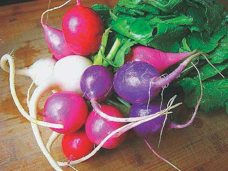 Radishes Easter Egg Mixture (24 Days) - 1950A