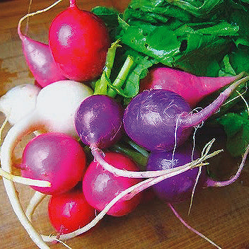 Radishes Easter Egg Mixture (24 Days) - 1950A