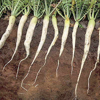 Forage Radish - 195A