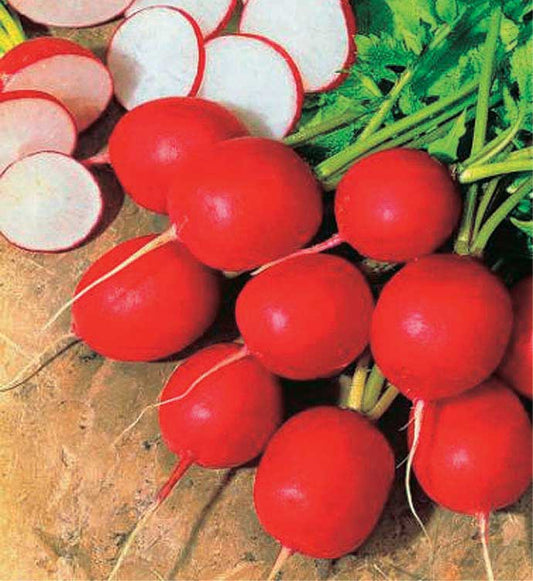 Radish Fireball (25 Days) - 1975A