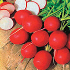 Radish Fireball (25 Days) - 1975A