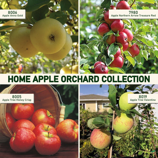 Home Apple Orchard Collection