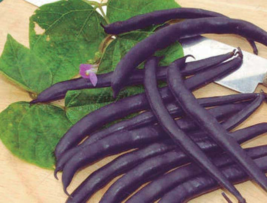 Beans Purple Royalty (53 Days) - 20A