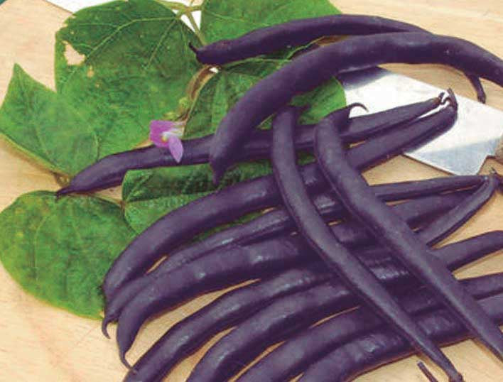 Beans Purple Royalty (53 Days) - 20A