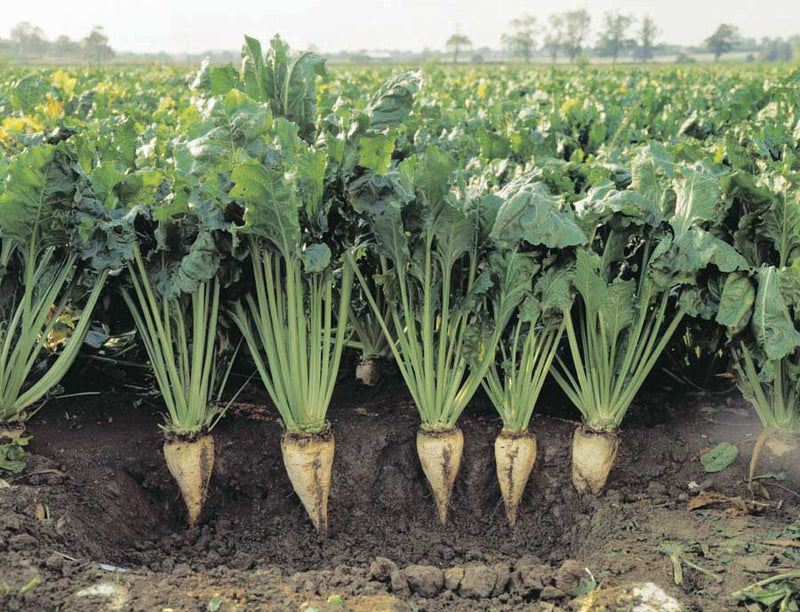 Sugar Beets - 200A