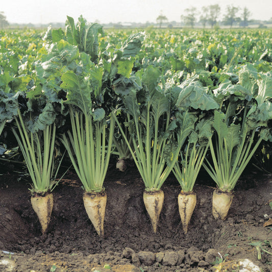 Sugar Beets