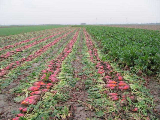 Fodder Beet Red Mammoth - 201A