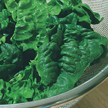 Spinach Vancouver (42 Days) - 2015A