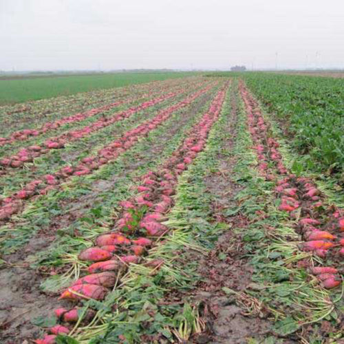 Fodder Beet Red Mammoth - 201A