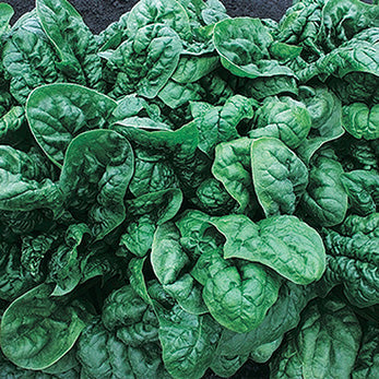 Spinach Avon Hybrid (44 Days) - 2025A