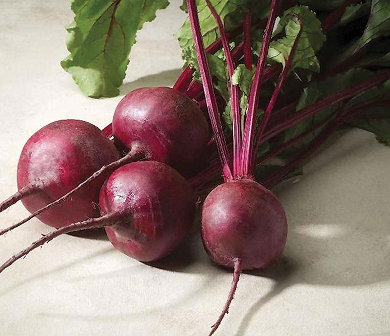 Beet Merlin (55 Days) - 203A