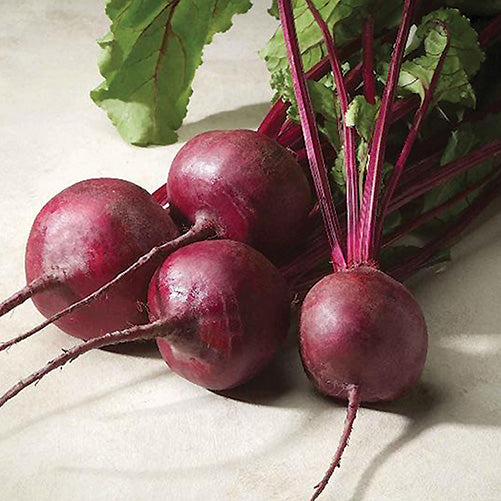 Beet Merlin (55 Days)