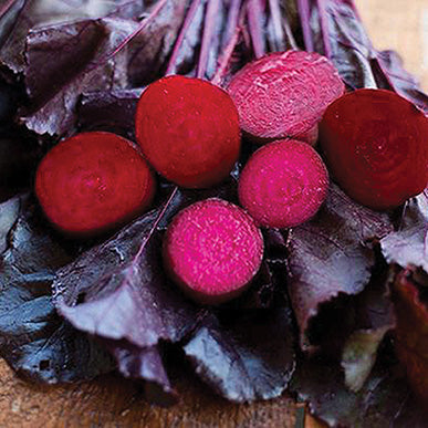 Beet Bull's Blood (58 Days)