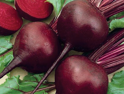 Beets Detroit Dark (58 Days) - 210A