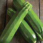 Zucchini Sp Perfection (44 Days) - 2100A