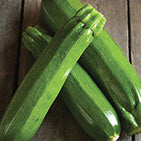 Zucchini Sp Perfection (44 Days)