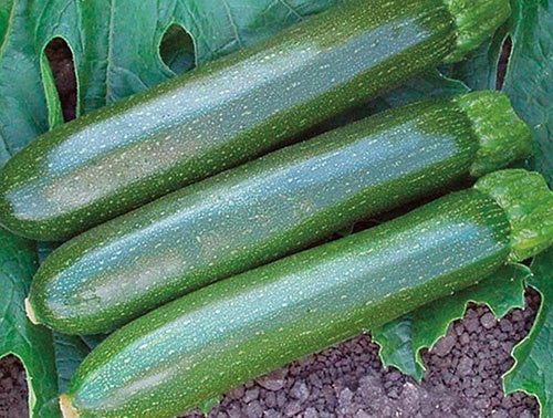 Zucchini Noche (42 Days) - 2103A