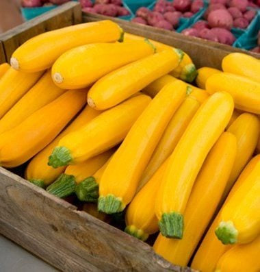 Zucchini Glory (50 Days) - 2105A