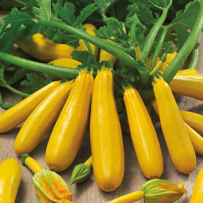 Zucchini Glory (50 Days) - 2105A
