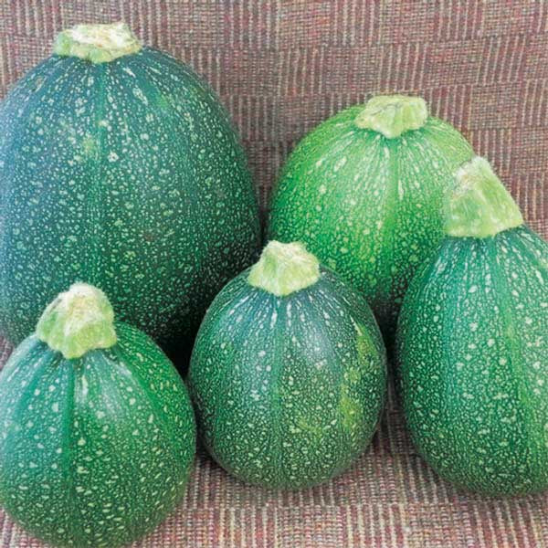 Zucchini 8 Ball (50 Days) - 2109A