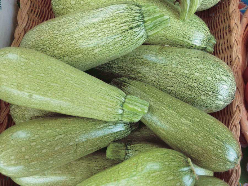 Zucchini San Isidro (45 Days) - 2108A