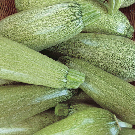 Zucchini San Isidro (45 Days) - 2108A