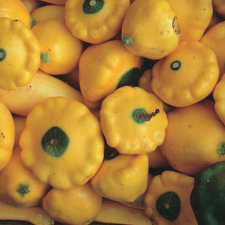 Squash Sunburst (50 Days) - 2110A