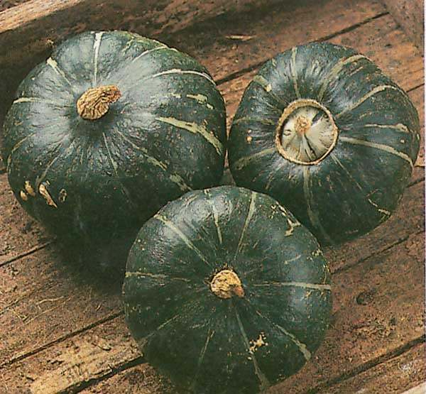 Squash Burgess Buttercup (100 days) - 2111A