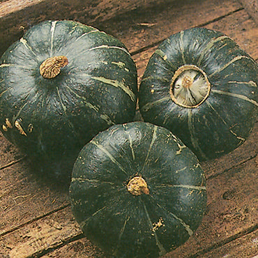 Squash Burgess Buttercup (100 days) - 2111A