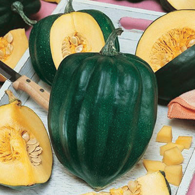 Acorn Squash Table King (85 Days) - 2115A
