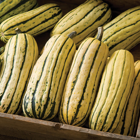 Squash Delicata