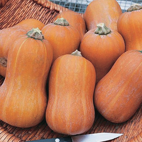 Squash Honeynut (100 Days)