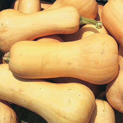 Frisco Butternut Squash (90 Days) - 2120A