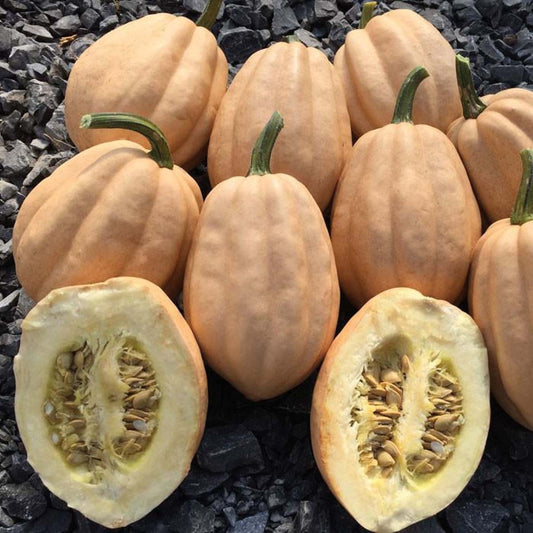 Squash Baked Potato (105 Days) - 2152A