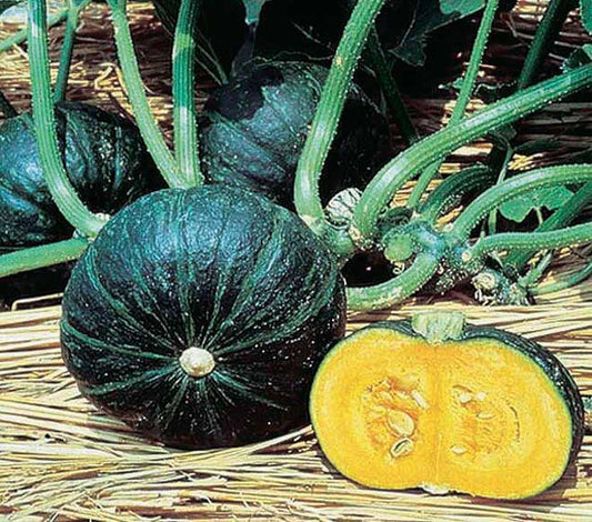 Squash Sweet Mama (75 Days) - 2155A