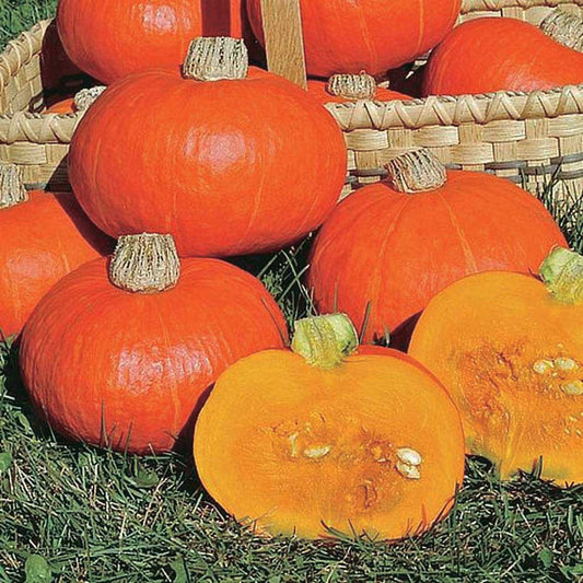 Squash Sunshine Hybrid (80 Days) - 2160A