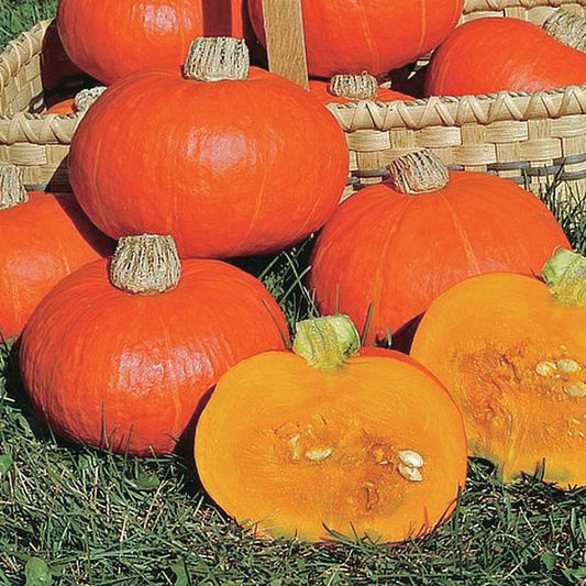 Squash Sunshine Hybrid (80 Days) - 2160A