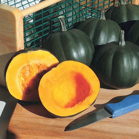 Squash Honey Bear (100 Days) - 2165A
