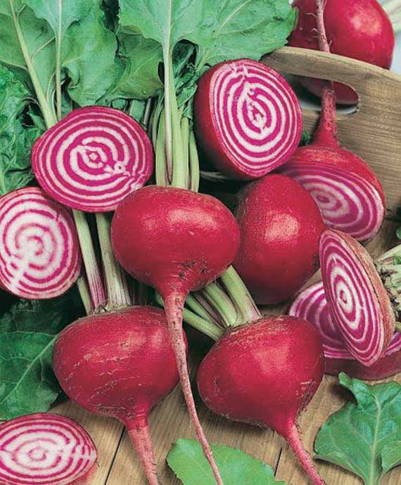 Beet Chioggia (58 Days) - 220A