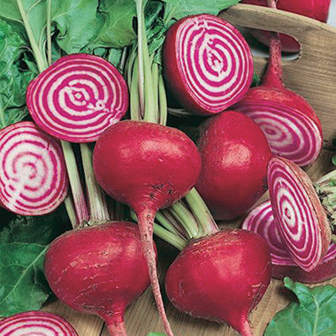Beet Chioggia (58 Days)