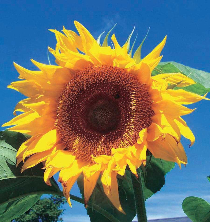 Sunflower Russian Giant (95 Days) - 2275A