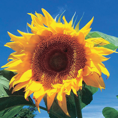 Sunflower Russian Giant (95 Days) - 2275A